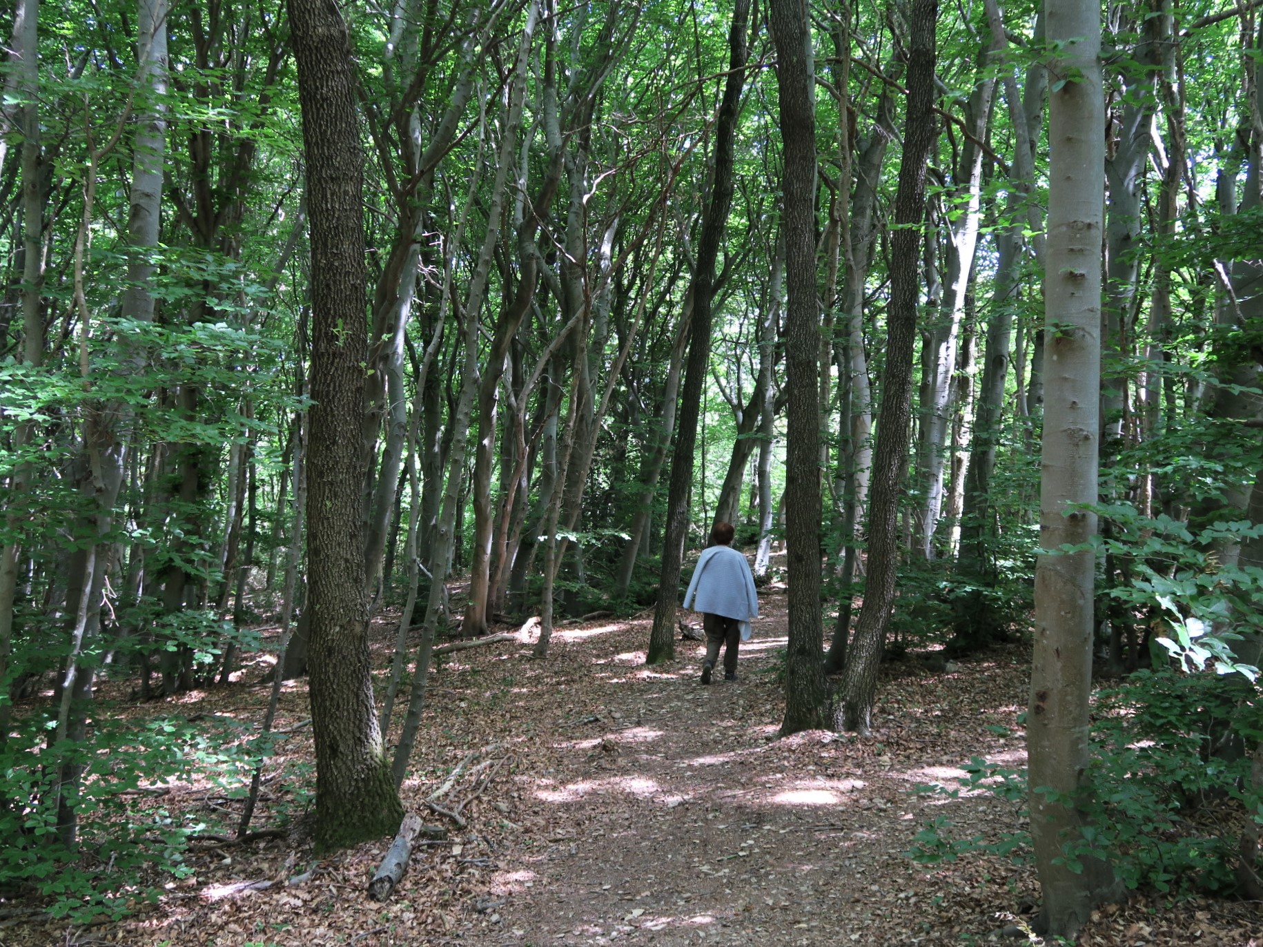 Les arbres et forêts de la Drôme