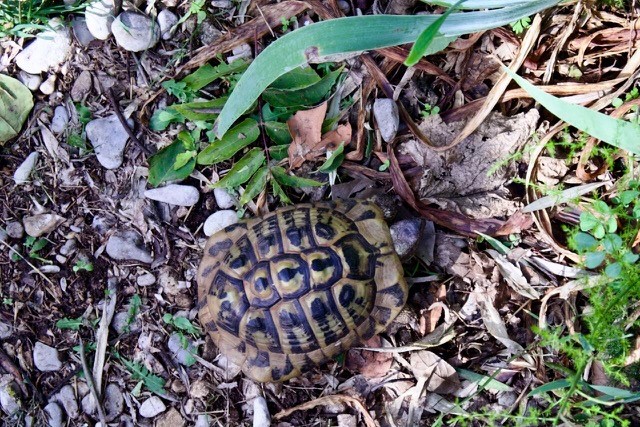 Tortue en balade