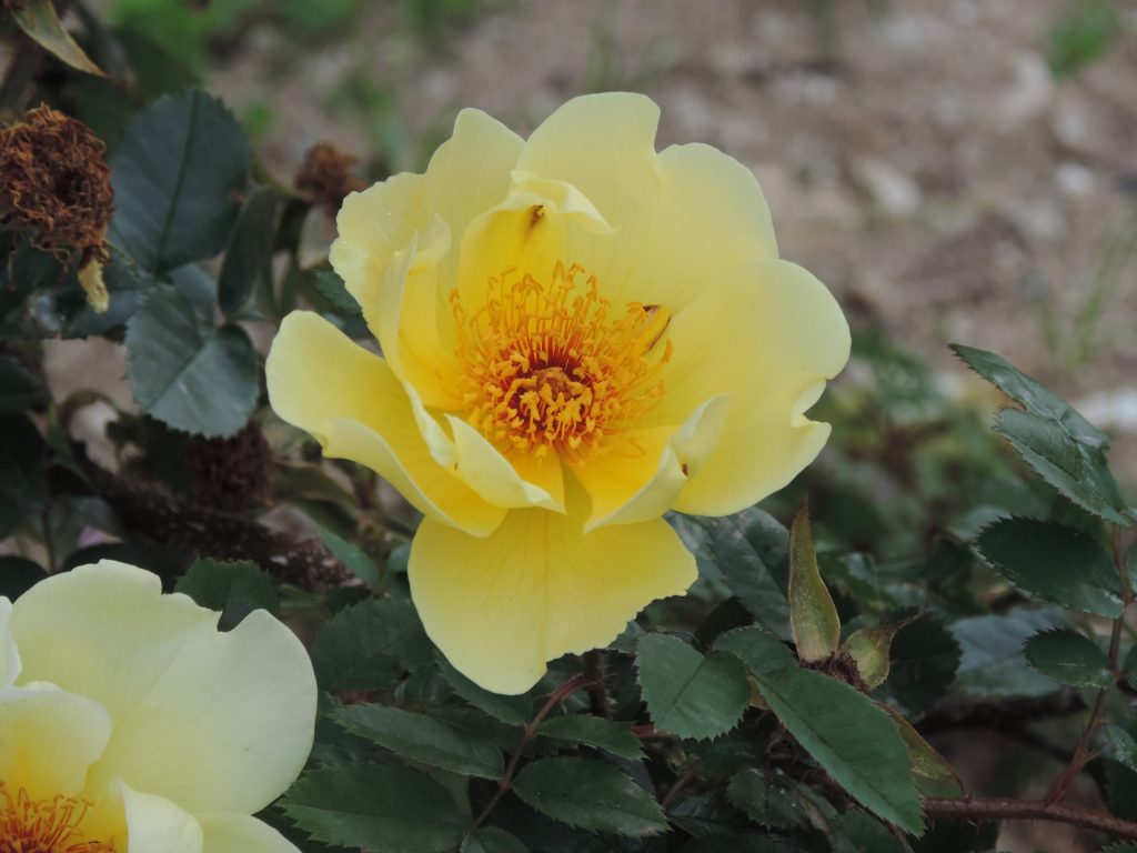 Grignan est aussi un village botanique.