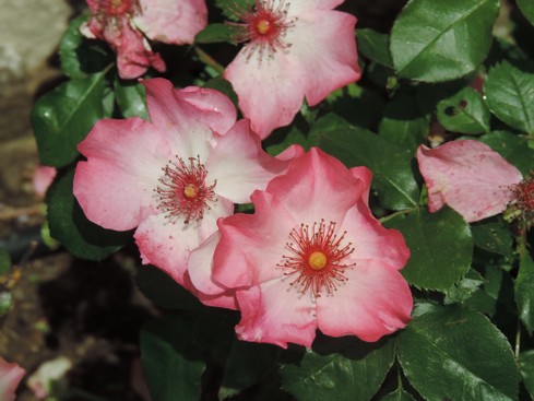 Et encore un beau rosier rose !