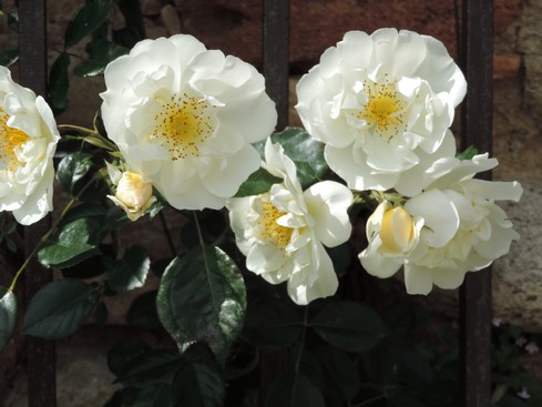 Une autre rose ... blanche.