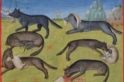 Sortir du « pour ou contre », pour anticiper les bouleversements qu&rsquo;apportent un grand prédateur