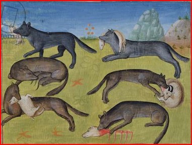 Sortir du « pour ou contre », pour anticiper les bouleversements qu&rsquo;apportent un grand prédateur