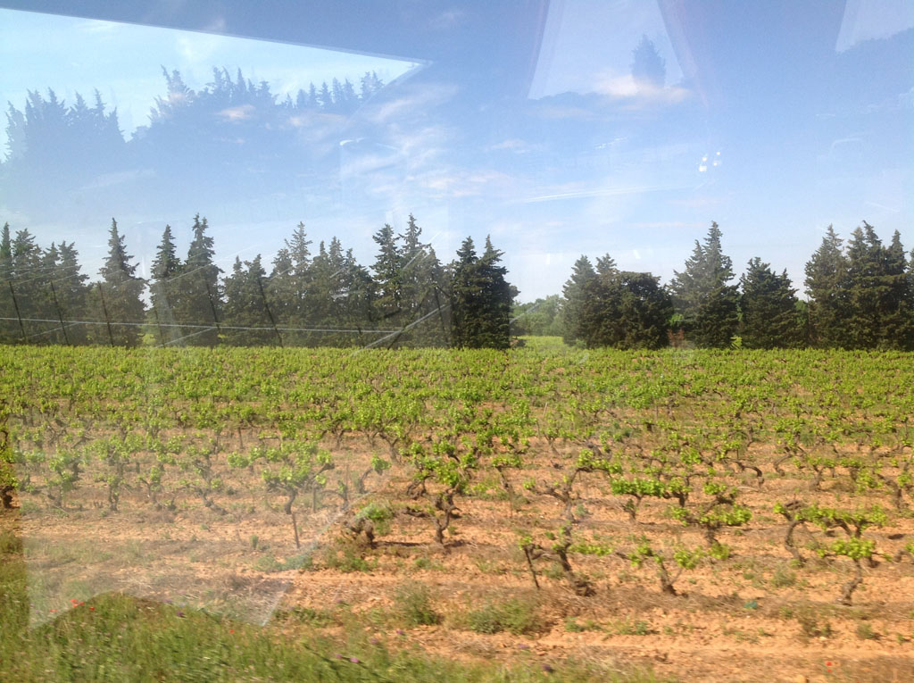 Des belles vignes sur la route.
