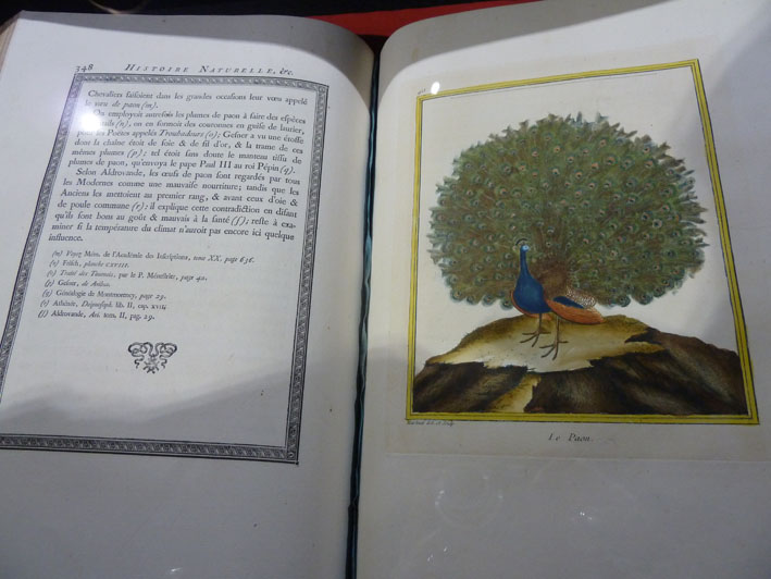 Magnifique paon de l'encyclopédie d'histoire naturelle de Buffon.